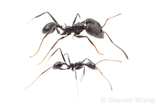 Pheidole ajaxPheidole ajax