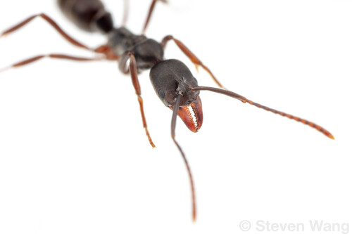 Mayaponera constrictaMayaponera constricta