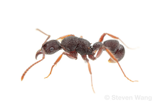 Poneracantha mecotylePoneracantha mecotyle
