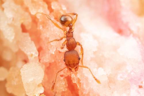 Pheidole specularisPheidole specularis