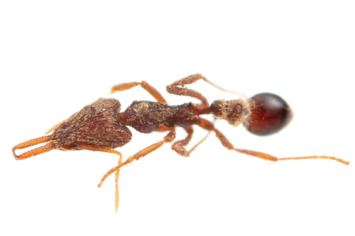 Strumigenys micretesStrumigenys micretes