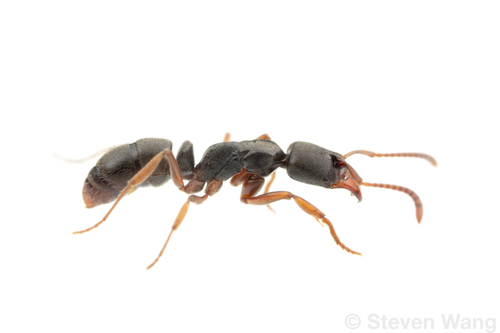 Mayaponera pergandeiMayaponera pergandei