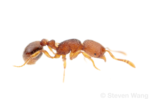 Rogeria creightoniRogeria creightoni