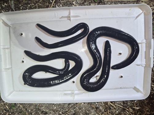 Rubber Eel