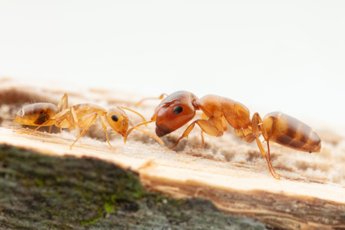 Camponotus claviscapusCamponotus claviscapus
