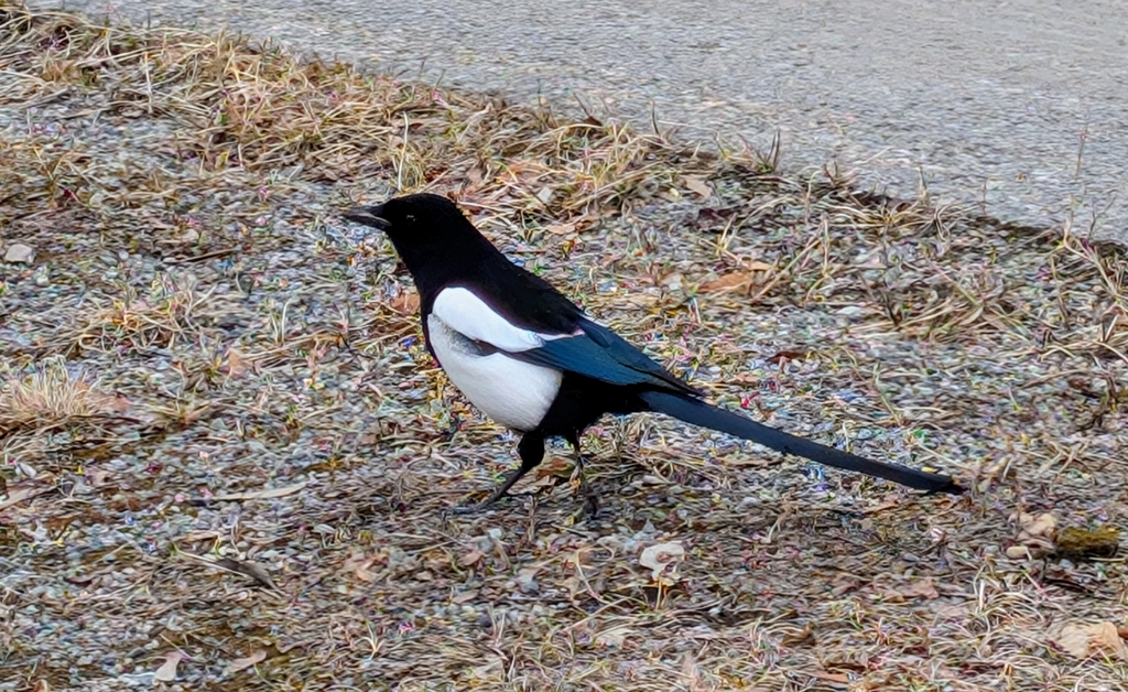 Black-billed Magpie from Downtown, Anchorage, AK, USA on April 6, 2025 ...