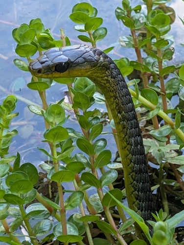 Common Tree Snake sighting