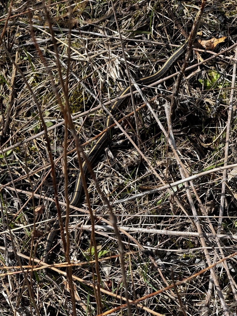Plains Garter Snake from Dean Nature Sanctuary, Oak Brook, IL, US on ...