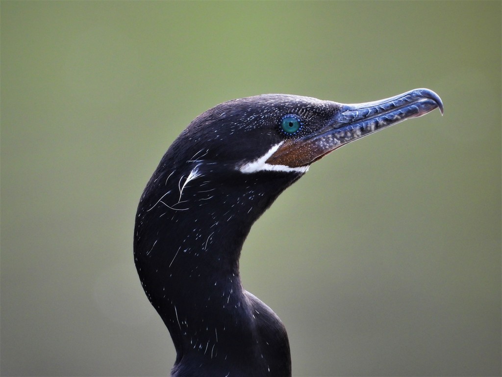 Neotropic Cormorant