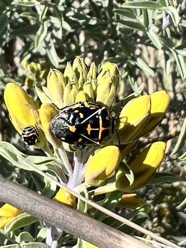 iNaturalist observation photo of Harlequin Bug