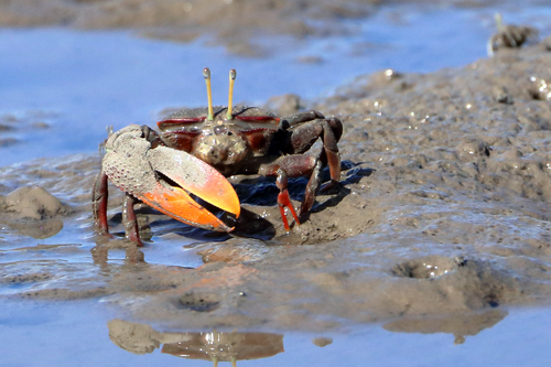 Brazilian Fiddler Crab