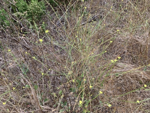 iNaturalist observation photo of mustard family