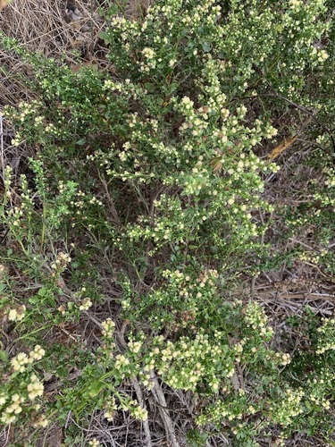iNaturalist observation photo of coyote brush