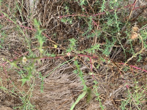 iNaturalist observation photo of Russian Thistles