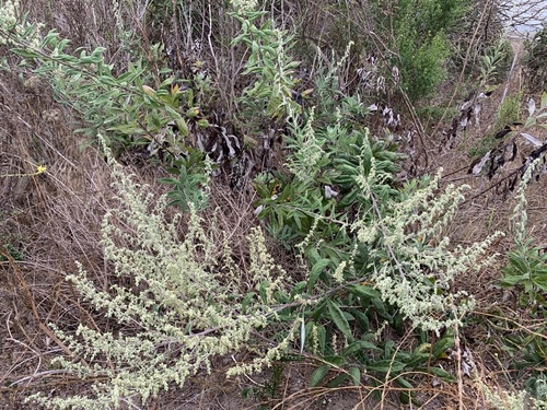iNaturalist observation photo of California mugwort