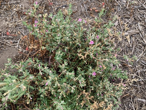 iNaturalist observation photo of Alkali Heath