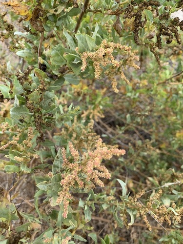 iNaturalist observation photo of big saltbush