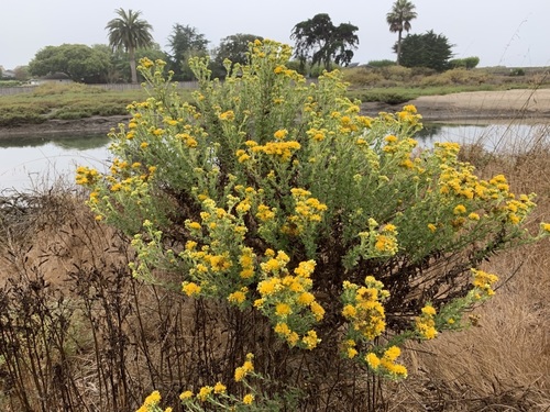 iNaturalist observation photo of Coastal Goldenbush
