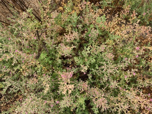 iNaturalist observation photo of Alkali Heath