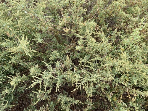 iNaturalist observation photo of big saltbush
