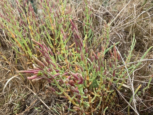 iNaturalist observation photo of pickleweeds