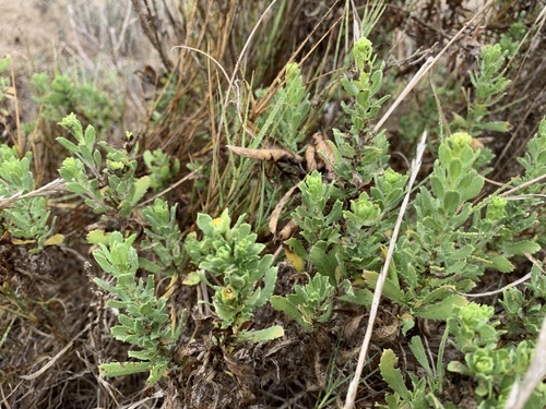 iNaturalist observation photo of Coastal Goldenbush