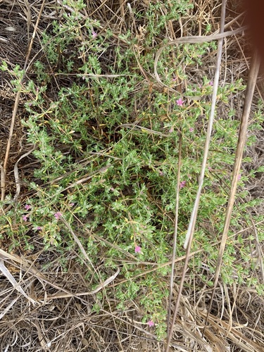 iNaturalist observation photo of Alkali Heath