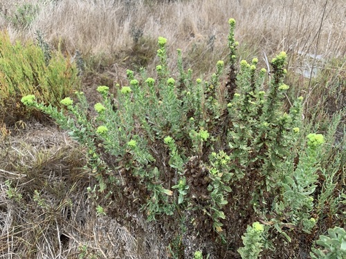 iNaturalist observation photo of Coastal Goldenbush