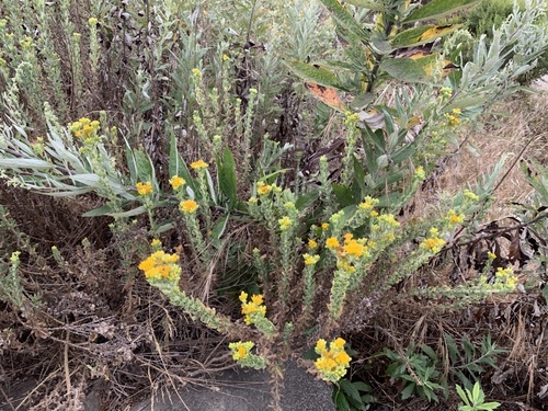 iNaturalist observation photo of Coastal Goldenbush