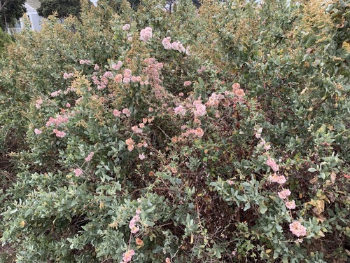 iNaturalist observation photo of wild buckwheats
