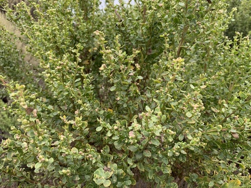 iNaturalist observation photo of coyote brush