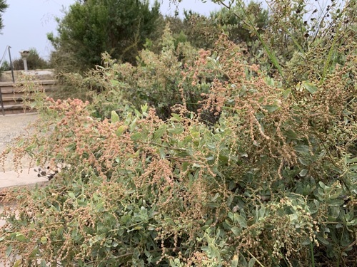 iNaturalist observation photo of big saltbush