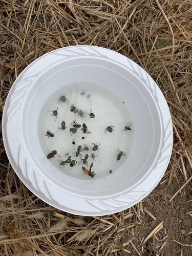iNaturalist observation photo of Striped Sweat Bees