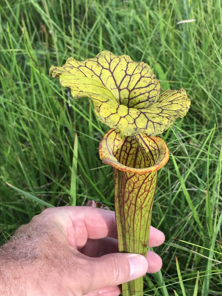 yellow pitcher plant in August 2019 by strgzzr. Some of the more striking plants. Possibly var