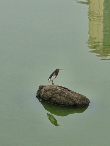 Chinese Pond-Heron