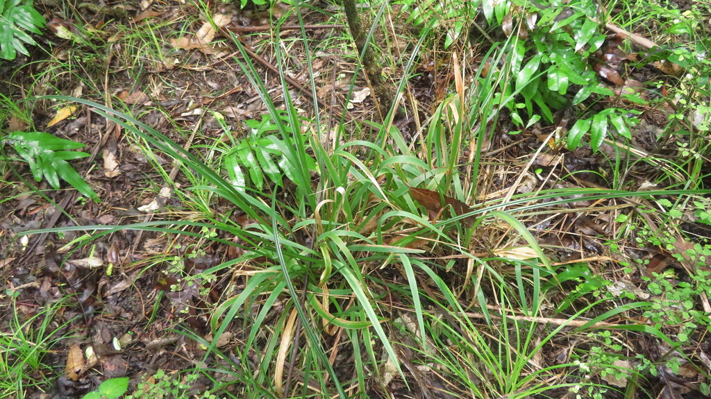 bush rice grass from Ocean Beach 5773, New Zealand on April 5, 2025 at ...