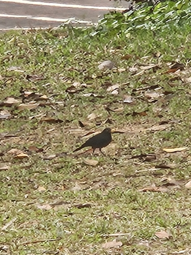 Chinese Blackbird