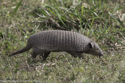Cerrado Naked-tailed Armadillo (Cabassous squamicaudis) — Data Deficient Mammalia