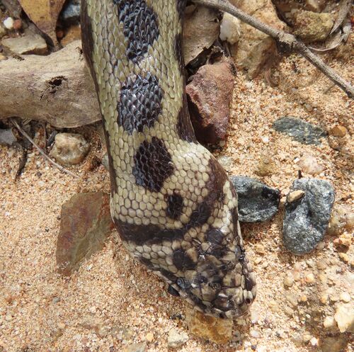 Spotted Python sighting