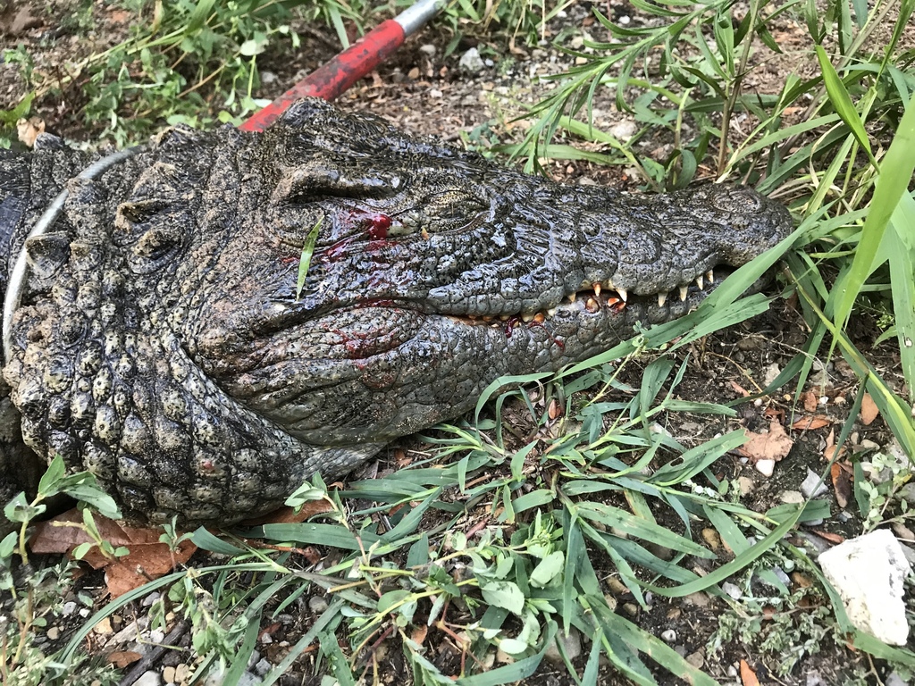 Cocodrilos (género Crocodylus) · iNaturalist Ecuador