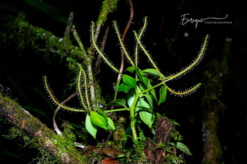 Peperomia guatemalensis