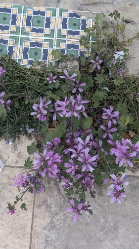 Common Mallow