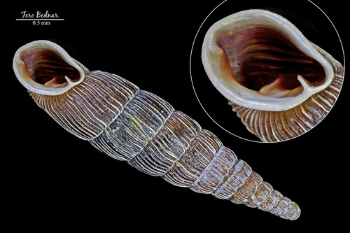 Alinda biplicata