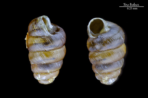 Columella