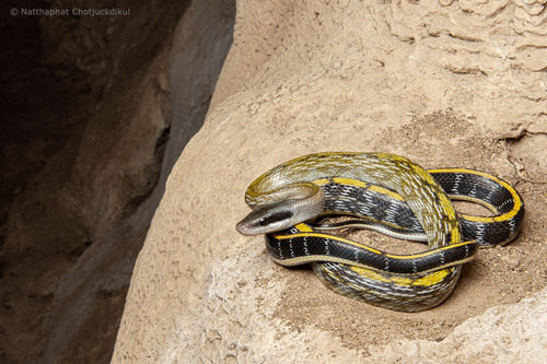 Helfenberger's Beauty Snake