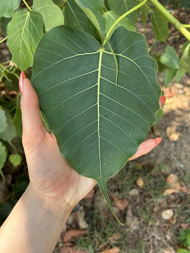 Sacred fig