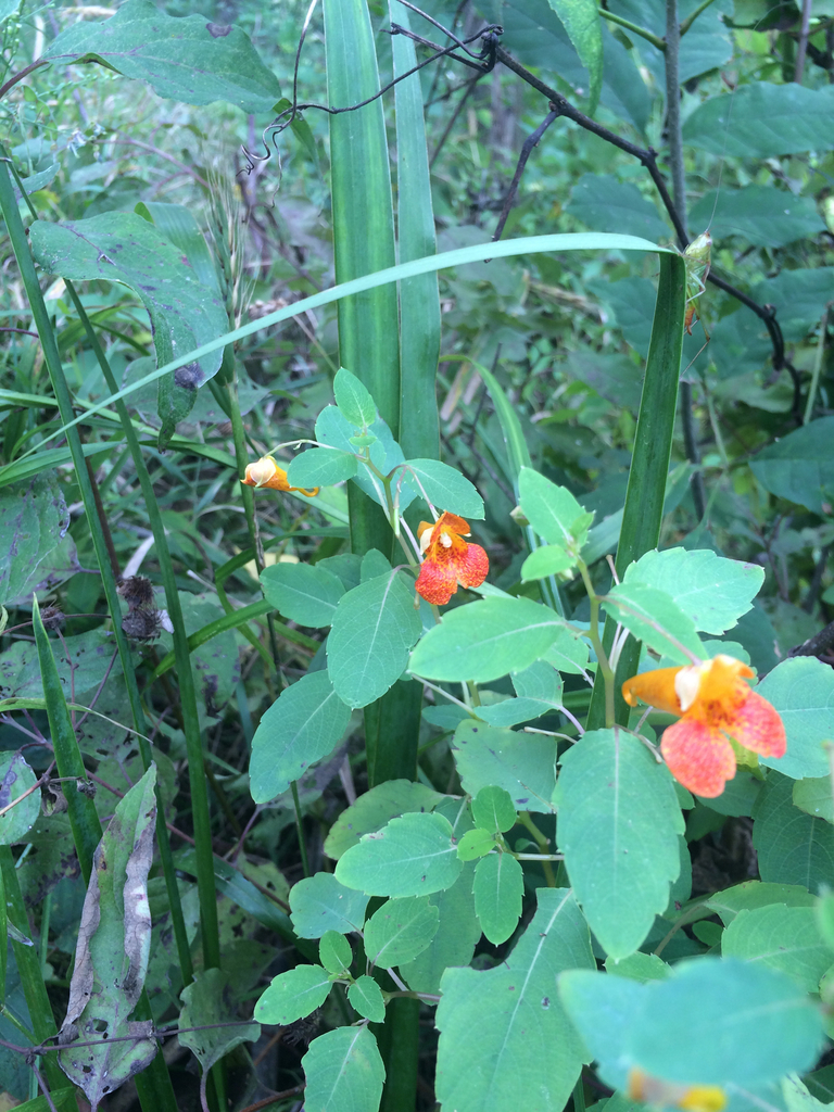 common jewelweed from 6249 MasonMontgomry Rd, Mason, OH, US on