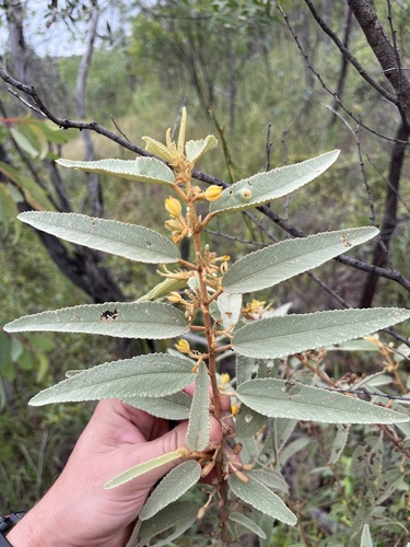 Corchorus subargentus
