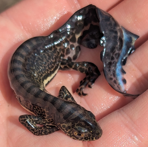 Caucasian Banded Newt