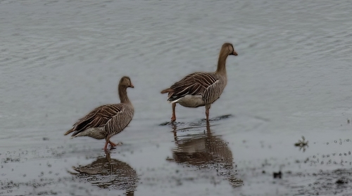 Greylag Goose